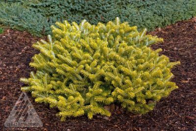 Sapin de Corée  'Golden Glow'