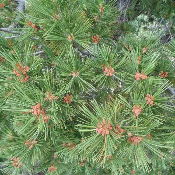 Pinus flexilis