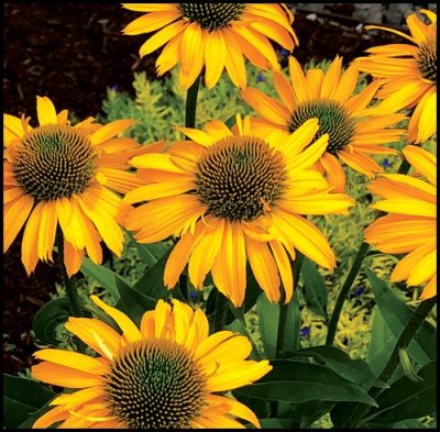 Echinacea purpurea 'Kismet Yellow'