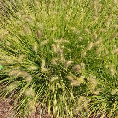 Pennisetum