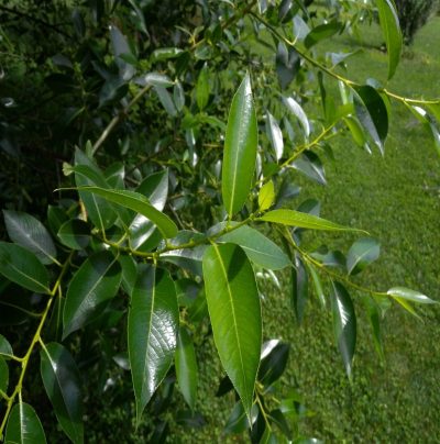 Salix pentandra
