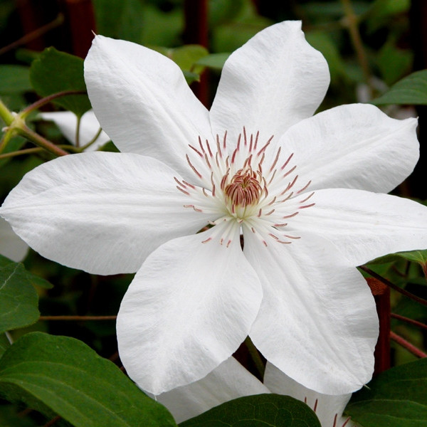 Clematis x 'Henryi'