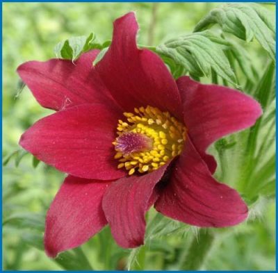 Pulsatilla vulgaris 'Rubra'