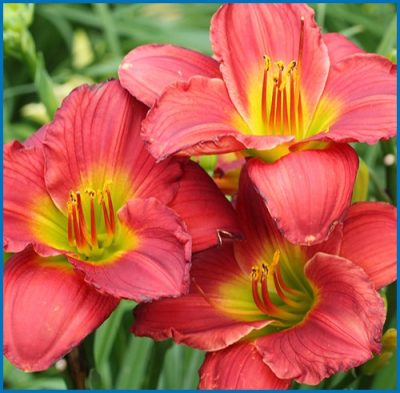 Daylily 'Red Hot Returns'