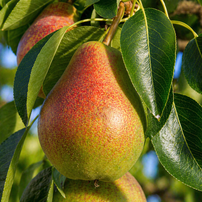 Pyrus calleryana 'Golden Spice'