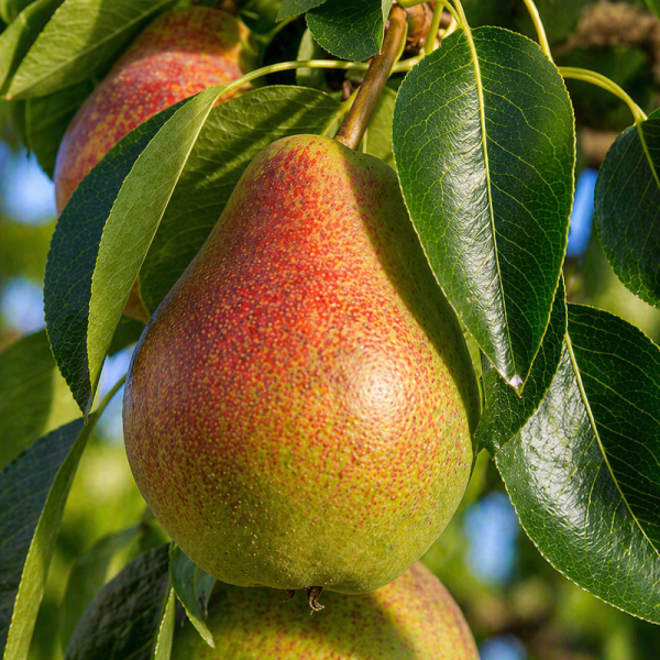 Pyrus 'Golden Spice'