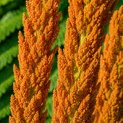 Osmunda cinnamomea
