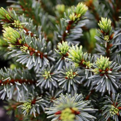 Épicea de Serbie 'Berliner's Weeper'