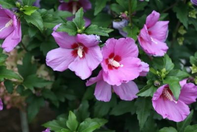 Hibiscus syriacus 'Lil Kim Violet' (sur tige)