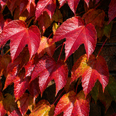 Parthenocissus tricuspidata 'Robusta'