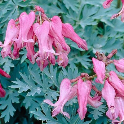 Dicentra formosa 'Candy Hearts'
