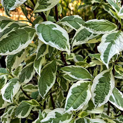 Cornus alba 'Elegantissima'