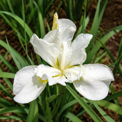 Iris sibirica 'White Swirl'