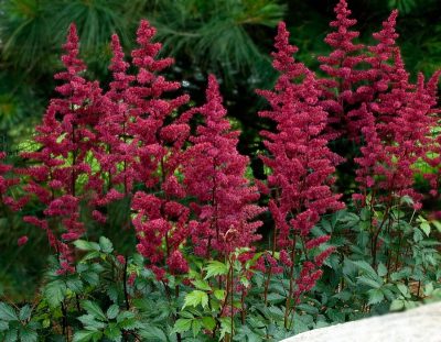 Burgundy Red False Spirea