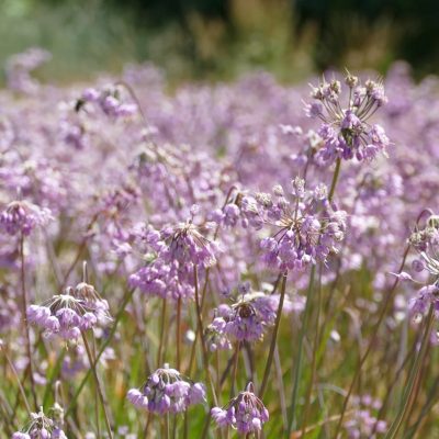 Allium cernuum