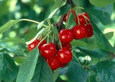 Prunus avium 'Météor' (sur tige)