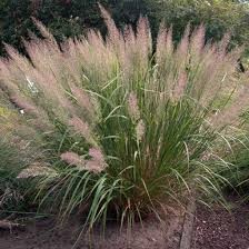 Calamagrostis arundinacea var. brachytricha 'Caspian'