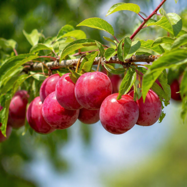 Prunier américain 'Toka'