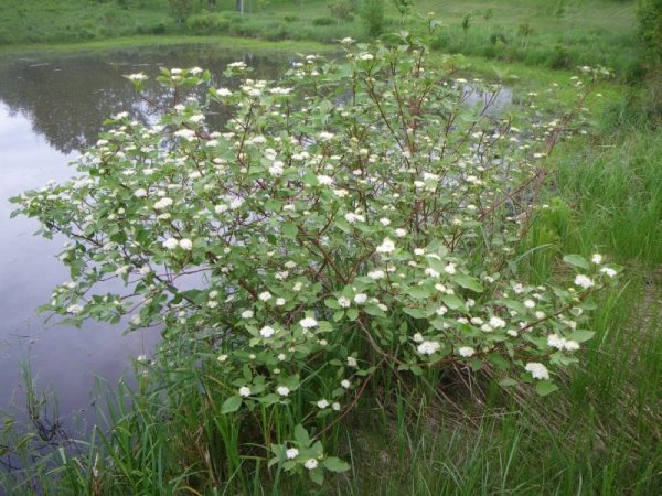 Cornus sericea