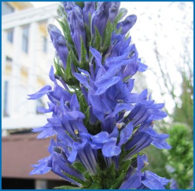 Lobélie siphilitique 'Blue Selection'