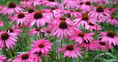Butterfly 'Purple Emperor' - Coneflower