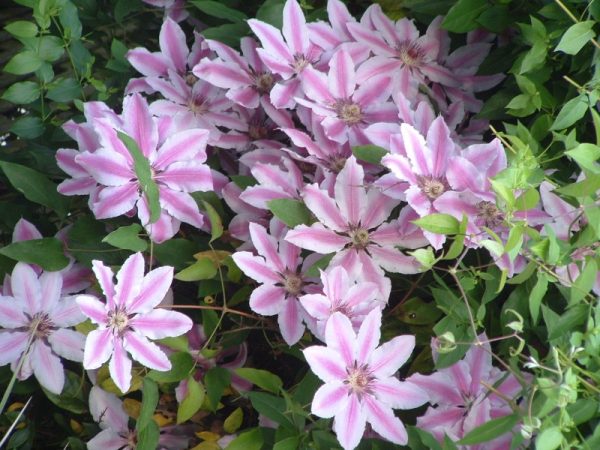 Clematis 'Nelly Moser'