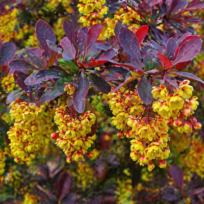 Berberis thunbergii 'Royal Cloak'