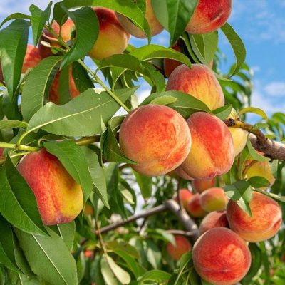 Reliance Peach