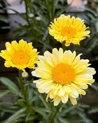 Shasta Daisy