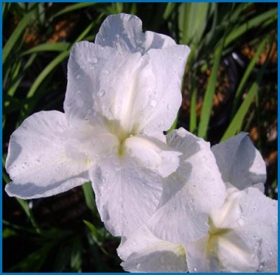 Iris sibirica 'Rimouski'