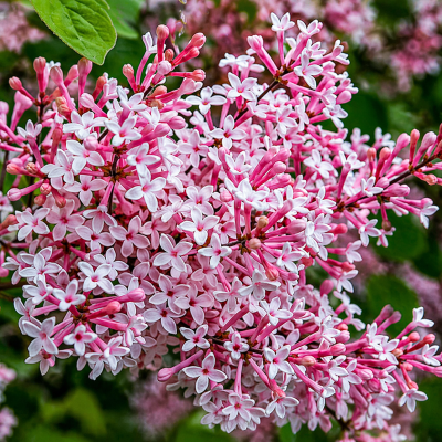 Syringa 'Josee'