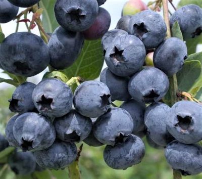 Vaccinium corymbosum 'Polaris'