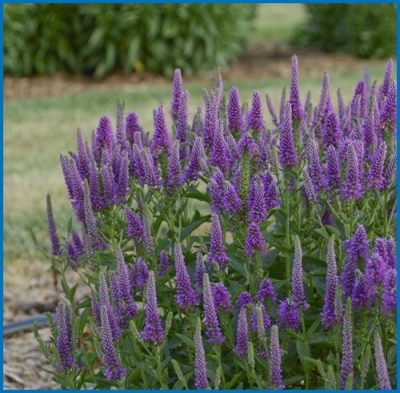 Veronica spicata 'Very Van Gogh'