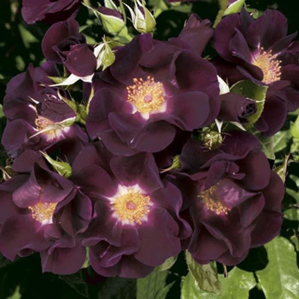 Climbing Rose 'Night Owl'