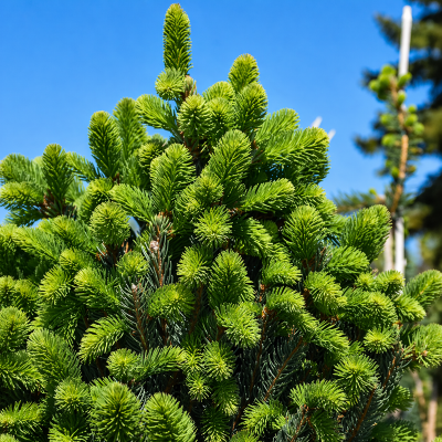 Picea abies fastigiata 'Christina'