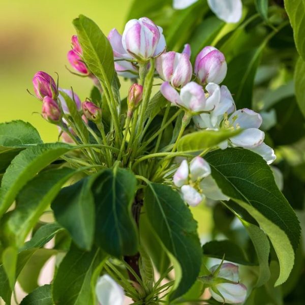 Columnar Decorative Crabapple