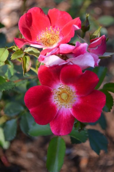 Rosa stellata 'Carefree Spirit'