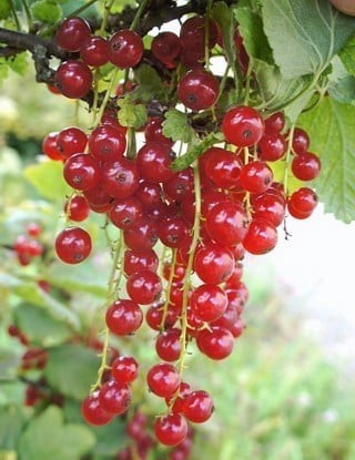 Ribes rubrum 'Cherry Red'