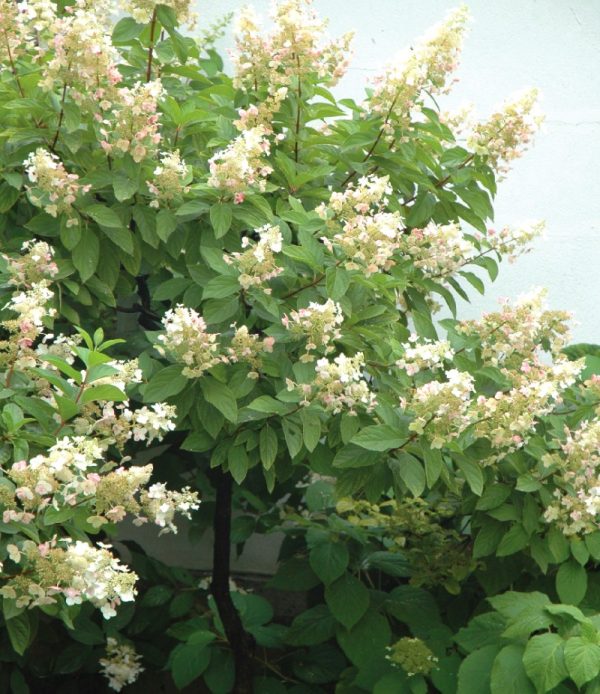 Panicle Hydrangea