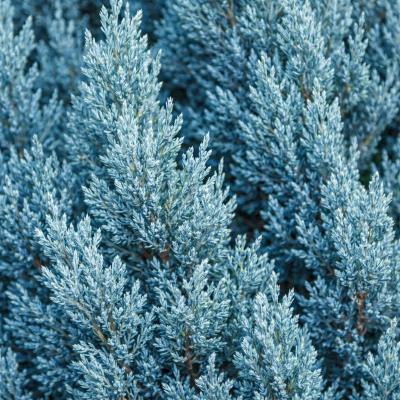 Juniperus scopulorum 'Wichita Blue'