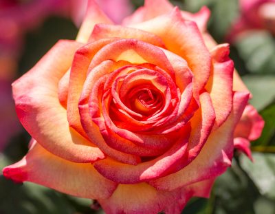 Rosier grandiflora 'Dream Come True'