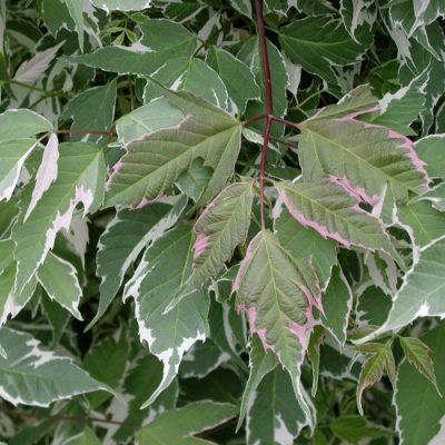 Érable à Giguère 'Flamingo'