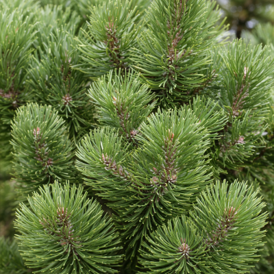 Pinus mugo 'Columnaris'