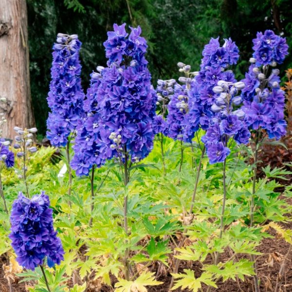 Larkspur