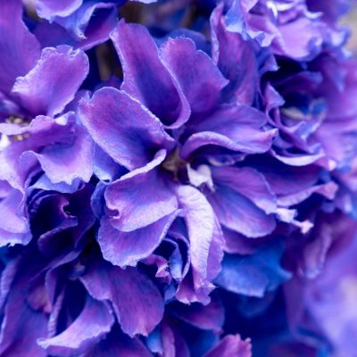 Delphinium x 'Laser Beam' BE