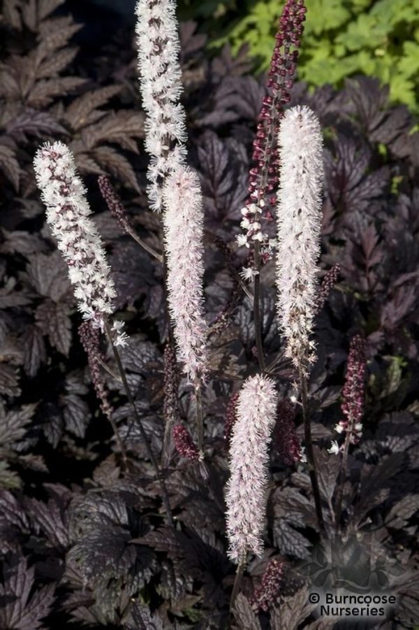 Bugbane