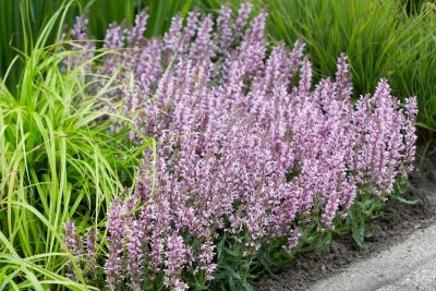 Salvia nemorosa 'Feathers Flamingo'