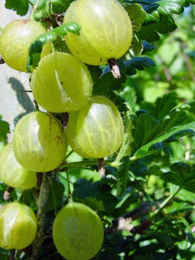 Ribes uva-crispa 'Oregon Champion'