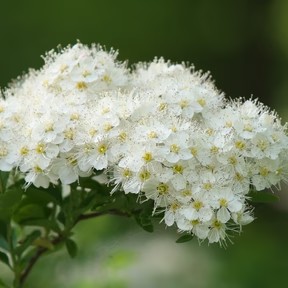 Spiraea nipponica 'Snowmound' (sur tige)