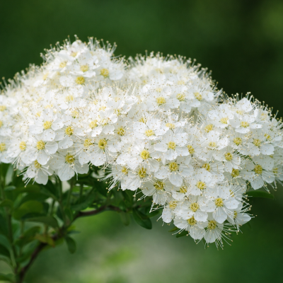 Spiraea nipponica 'Snowmound' (sur tige)
